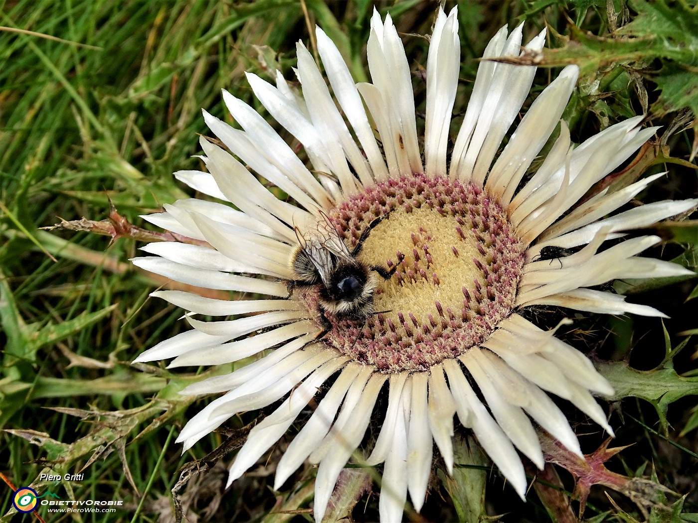 69 Carlina bianca (Carlina acaulis) con ospite.JPG -                                